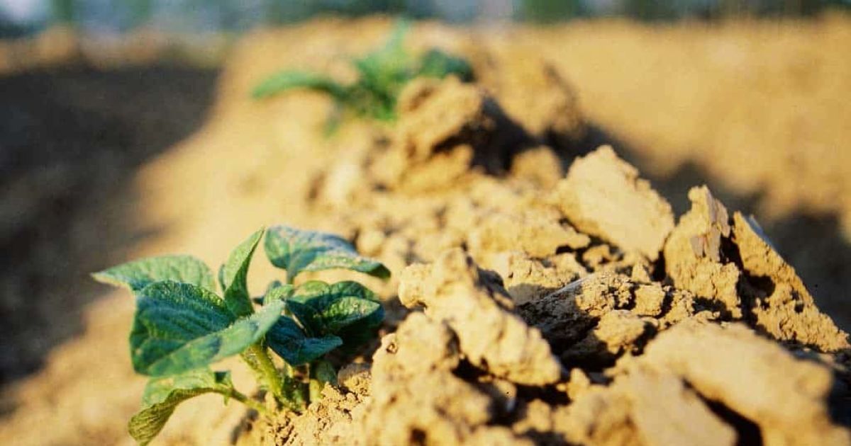 Як врятувати підмерзлу картоплю