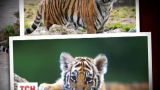 Из столичного зоопарка пропали четверо тигрят