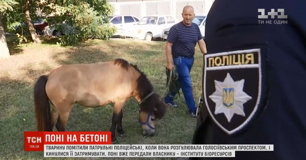 В Киеве на Голосеевском проспекте полиция задержала пони