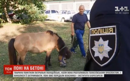 У Києві на Голосіївському проспекті поліція затримала поні