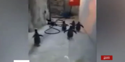 Мережу насмішило відео організованої втечі п'ятьох спритних пінгвінів із зоопарку