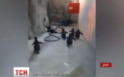 Мережу насмішило відео організованої втечі п'ятьох спритних пінгвінів із зоопарку