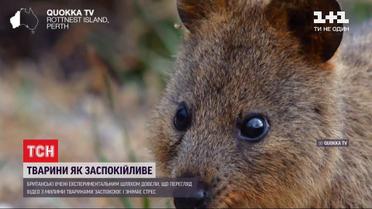 Вчені довели, що спостерігання за тваринами діє, як заспокійливе