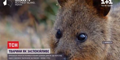 Вчені довели, що спостерігання за тваринами діє, як заспокійливе