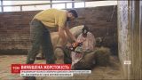 В Чехии работники зоопарка решили спилить рога носорогам, чтобы животные не стали жертвами охотников