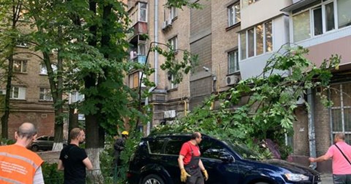 дерево впало на 4 авто в Києві_4 / © Фото: Анна Мельничук