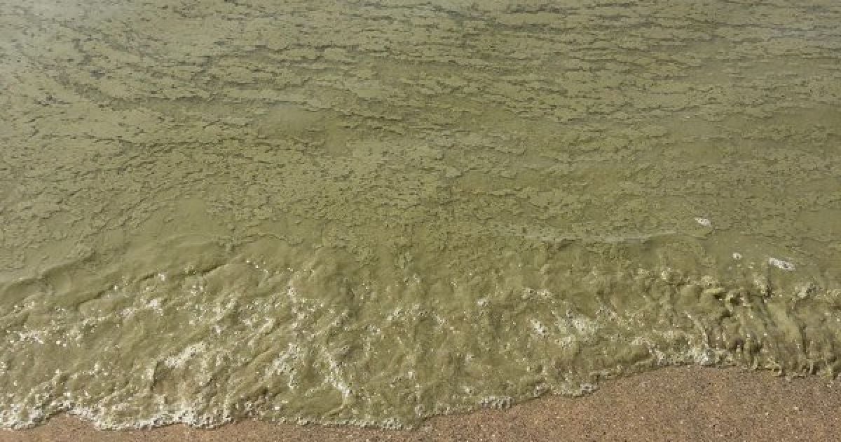 Пляж Одеси, вода_1 / © Думська