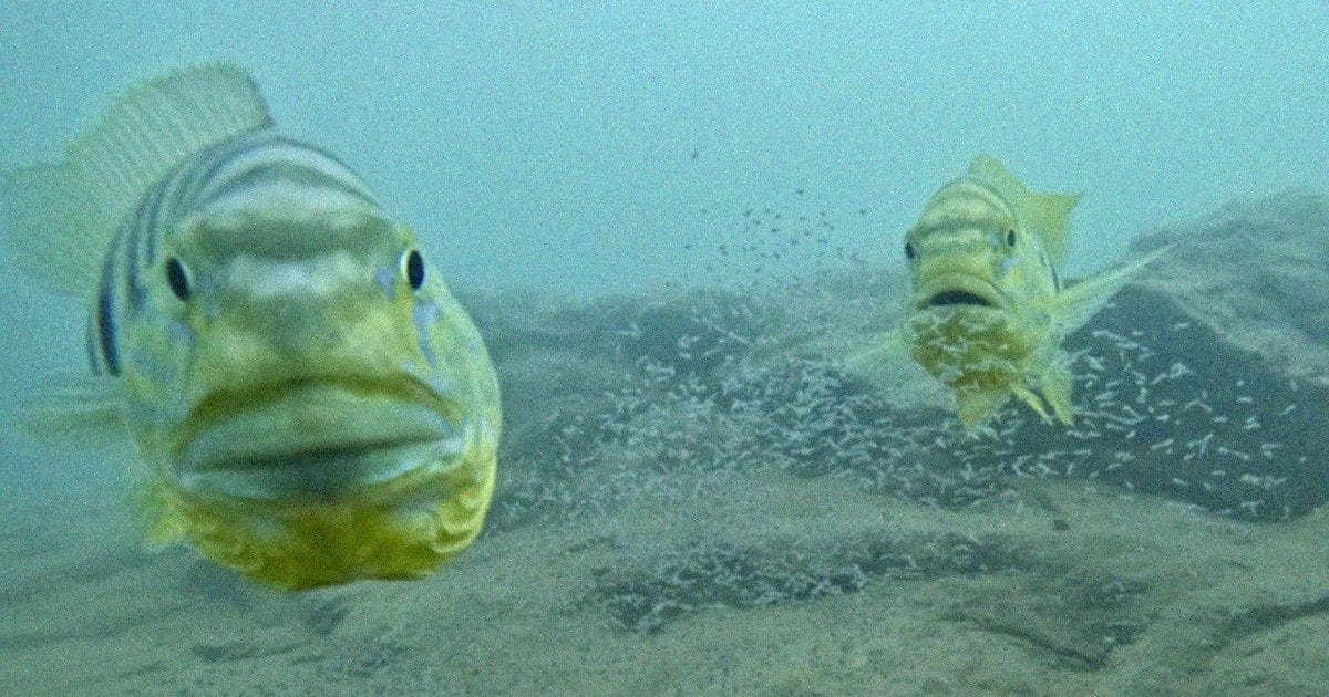 Рыбы этихдел