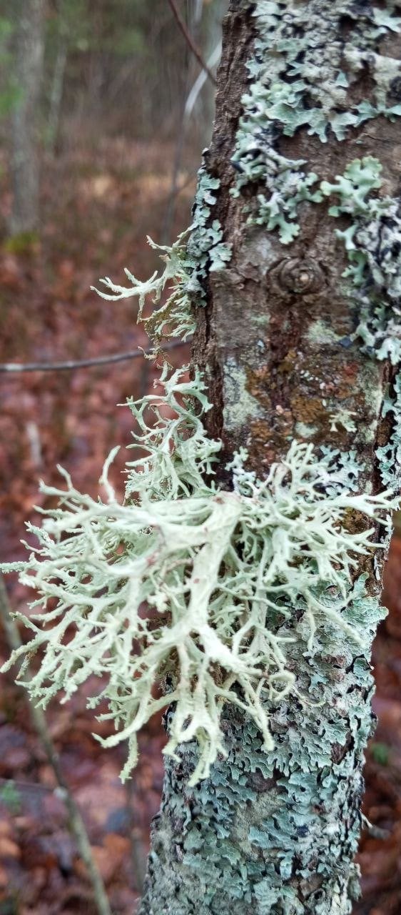Рослини, які знайшли у Цуманській пущі. Фото: Ківерцівський національний природний парк «Цуманська пуща»