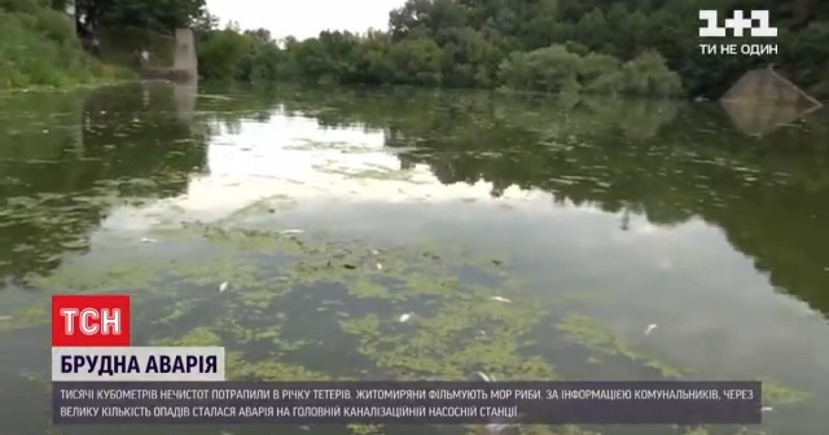 Аварія на каналізаційній станції в Житомирі: нечистоти до річки вже не течуть, загинуло понад 30 тис. рибин