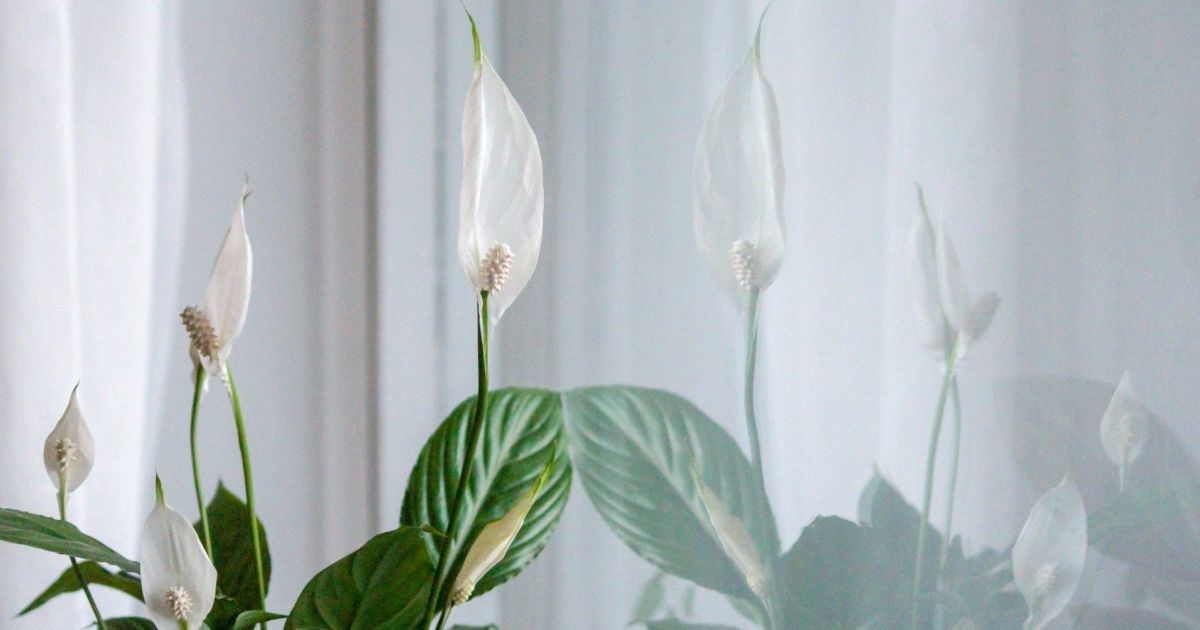 Як оживити спатифілум