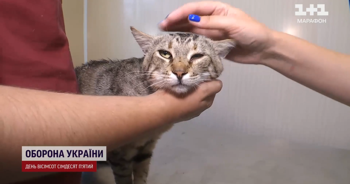 Кіт Вася