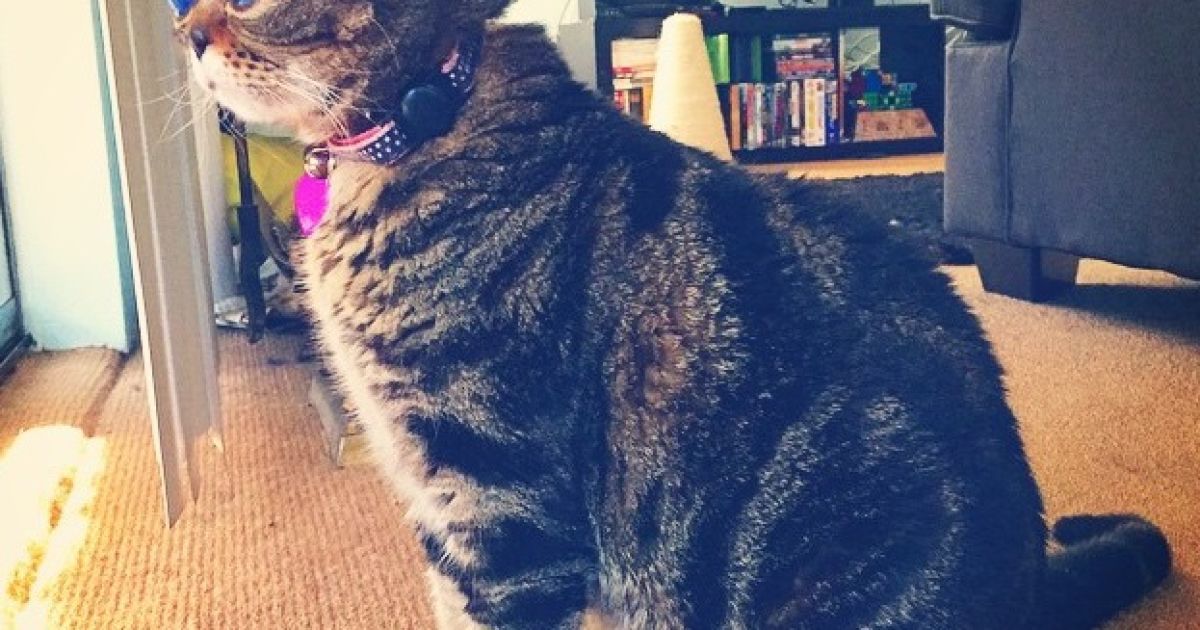 У кошки-инопланетянки уже 33 тысяч подписчиков / © instagram.com/aliencatmatilda