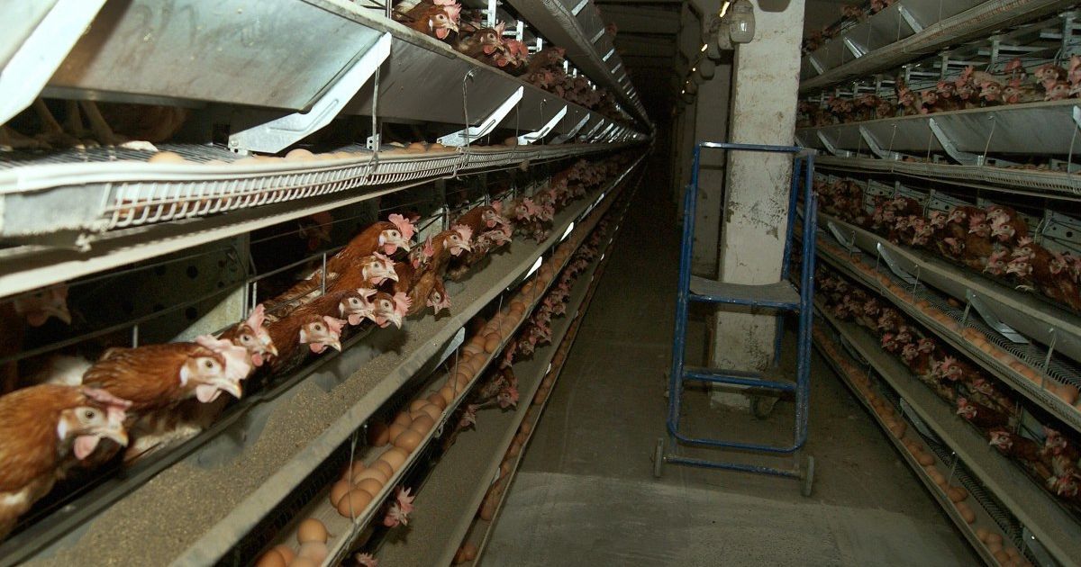 В Японии обнаружили очередную вспышку птичьего гриппа