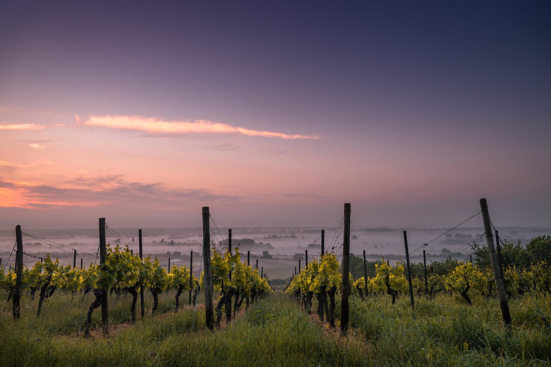 Виноградник: робота в червні / © pixabay.com