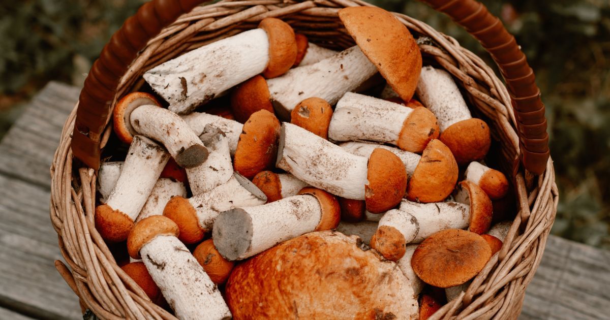 Пішли до лісу по гриби і зникли: у Львівській області розшукали двох жінок та їхній дітей