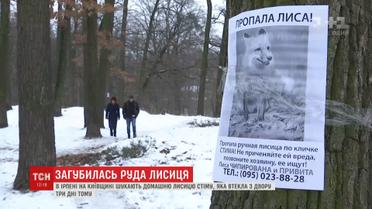 На Київщині домашня лисиця втекла з дому