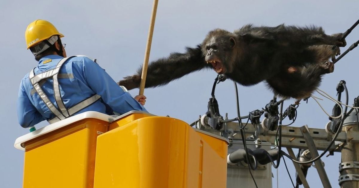 В Японии шимпанзе сбежал из зоопарка и "гулял" по линиям электропередач