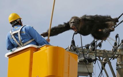 В Японии шимпанзе сбежал из зоопарка и "гулял" по линиям электропередач