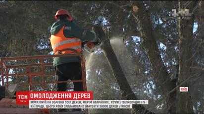 В Киеве хотят запретить радикальное обрезание деревьев