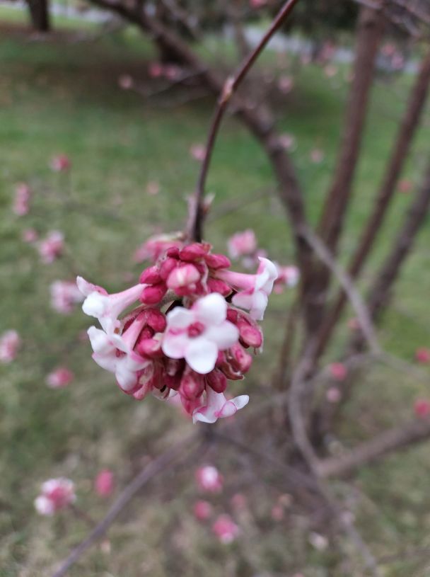 Також у коментарях закарпатці додають фото першого цвітіння цього року у різних районах області.