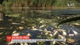 В одной из рек Харькова массово гибнет рыба