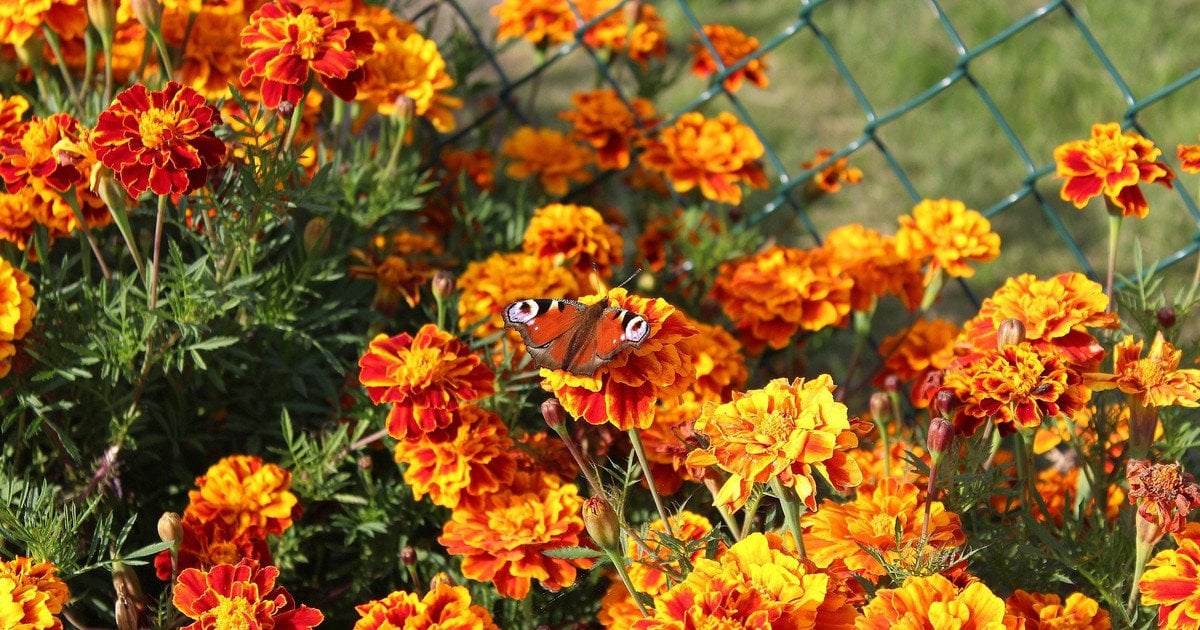 Які квіти захищають дім від лиха