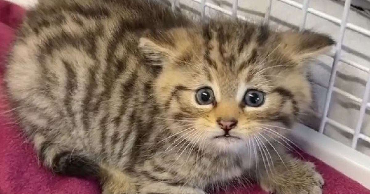 Спасенный котенок