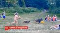 Свинья-воровка: в Берлине животное украло сумку с ноутбуком одного из туристов и убежало