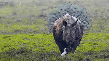 Фото Kallol Mukherjee / © Comedy Wildlife Photography Awards / Facebook