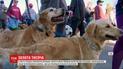 В городе Голден собралось около тысячи собак породы золотистый ретривер