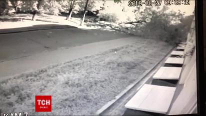 В Киеве на женщину упало большое дерево