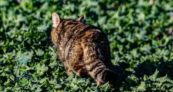 Лісовий кіт / © Facebook/Іван Русєв