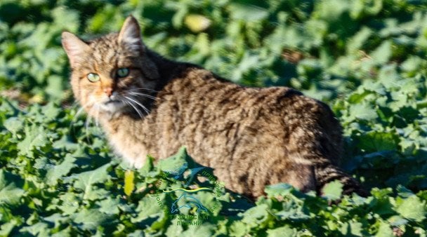 Лісовий кіт / © Facebook/Іван Русєв