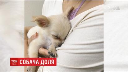 Світ зворушила історія цуценяти, покинутого через нещасливе кохання