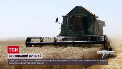 Хлеб будет: на разминированных полях уже начали собирать урожай