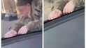Скришот зі скандального відео у Дніпрі