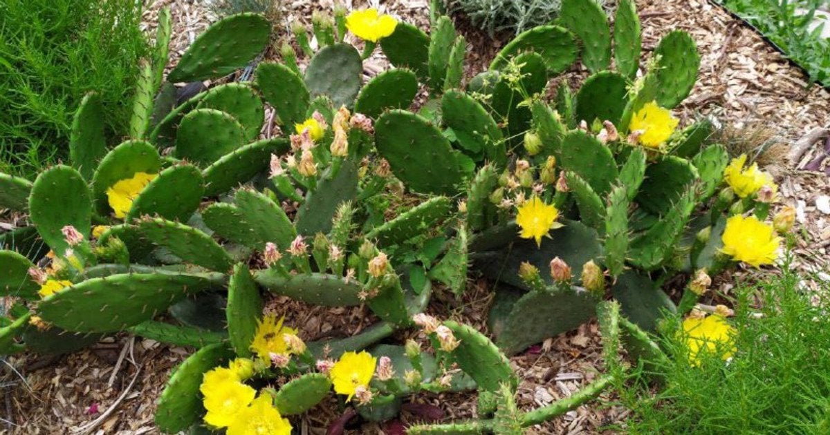 У Києві розцвіли кактуси: чи перетворюється столиця на пустелю