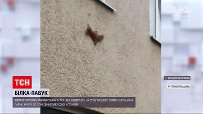 Новини України: в Тернопільській області білка мчала по стіні місцевої лікарні