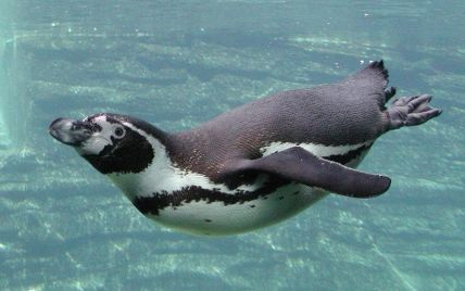 В Японии показали первого в мире пингвина, рожденного в результате искусственного оплодотворения