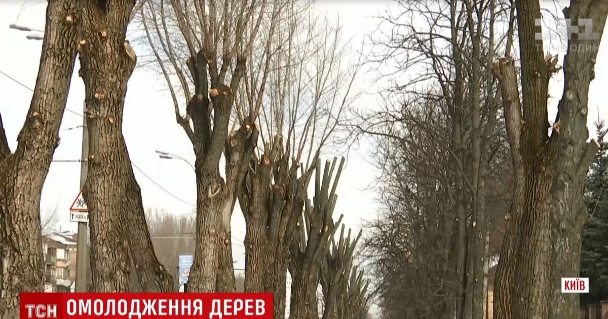 Олівці замість дерев: хто і чому чикрижить київські каштани і тополі