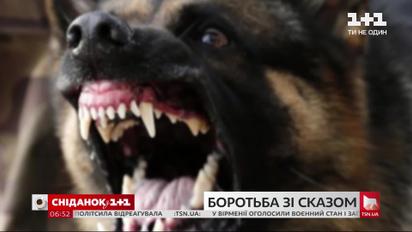 Всемирный день борьбы с бешенством: что делать, если вас укусили, и нет ли проблем с вакциной