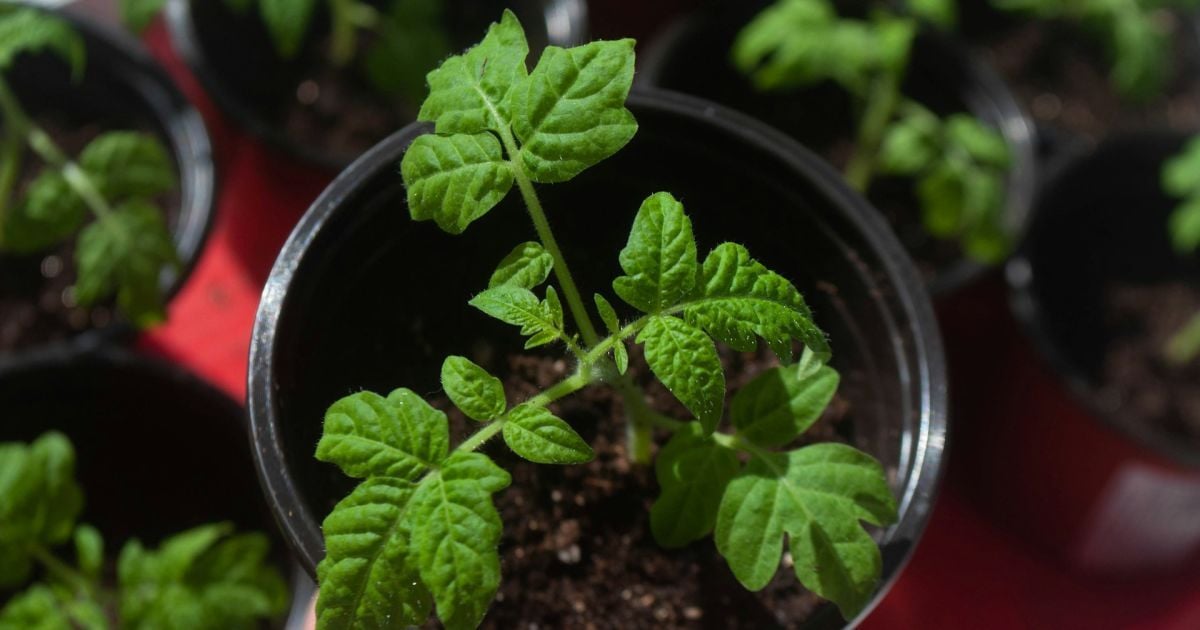 Які сорти помідорів треба сіяти у лютому