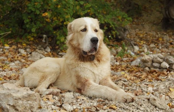 Середньоазійська вівчарка