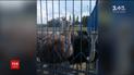 В Днепре трое страусов сбежали из местной фермы и разгуливали по шоссе
