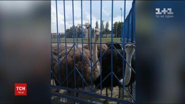 У Дніпрі троє страусів втекли з місцевої ферми та розгулювали по шосе