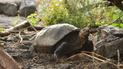 Вчені знайшли гігантську черепаху, яку вважали вимерлою