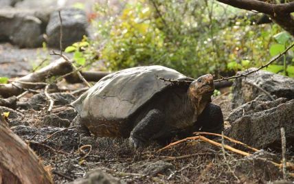 Ученые нашли гигантскую черепаху, которую считали вымершей
