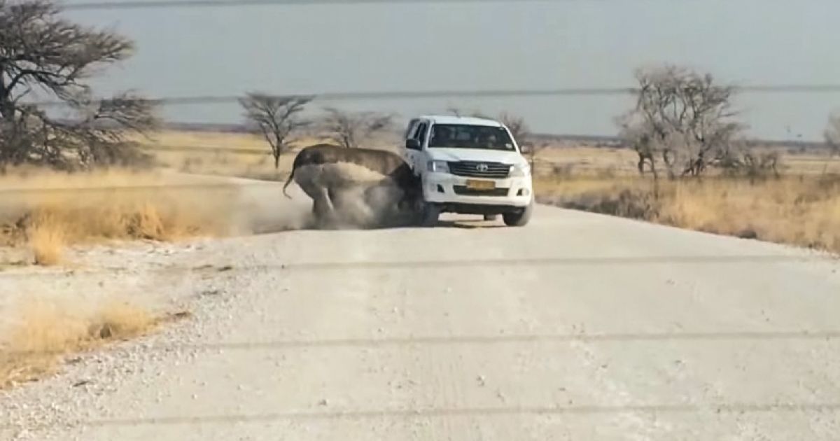 В Намибии носорог протаранил авто с туристами (Видео)