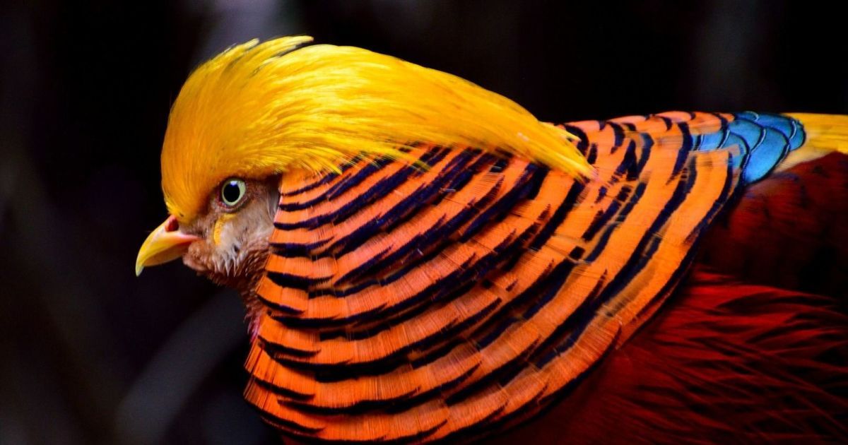 Жителя Москвы приговорили к трем годам колонии за убийство фазанов в Парке Горького